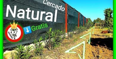 Cercado natural esquejes adelfa o baladre by mixim89