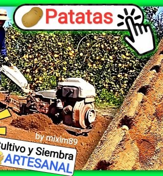 Cultivar o sembrar patatas Manitou y Agria de manera orgánica en la huerta by mixim89