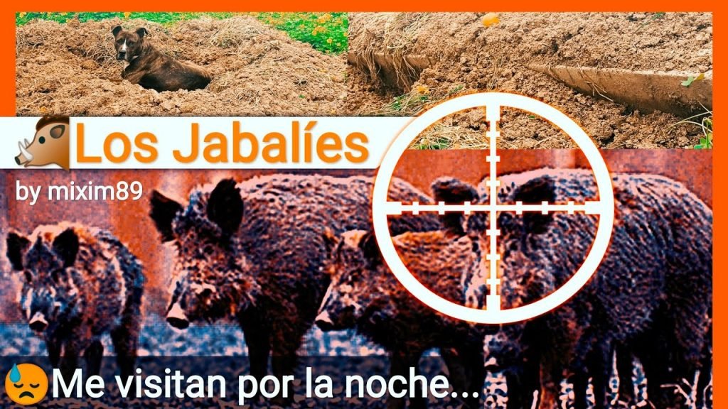 Los jabalíes depredadores nocturnos me dejan sin naranjas en los árboles by mixim89