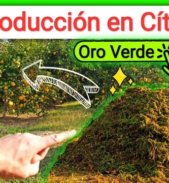 Mulching y abono verde aumentar producción en citricos by mixim89