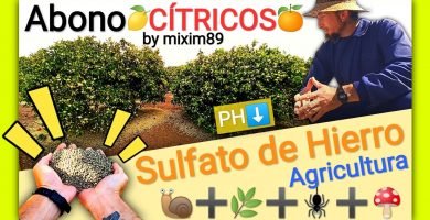 5 usos del sulfato de hierro en la agricultura abonos en cítricos y plantas en general naranjos y limoneros by mixim89