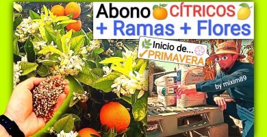 Abonado en citricos crecimiento y floracion naranjos y limoneros by mixim89