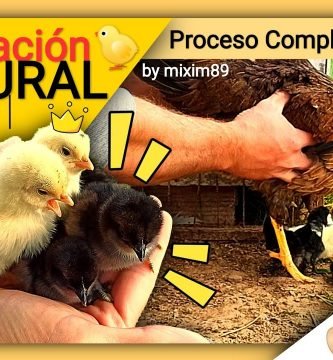 Incubación natural pollos y gallinas de corral pollitos recién nacidos proceso completo by mixim89
