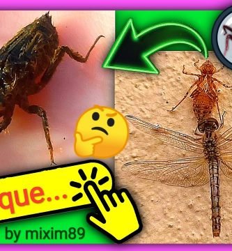 Ninfas de Libélula la metamorfosis y crisálida de las libélulas by mixim89