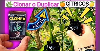Acodo aéreo en citricos naranjos y limoneros como clonar y duplicar una planta by mixim89