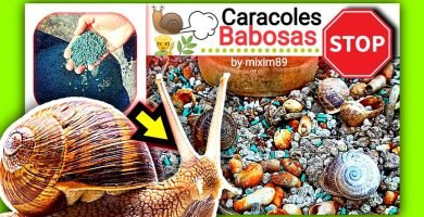 Cebo granulado para combatir plaga de caracoles y babosas en agricultura y jardineria by mixim89