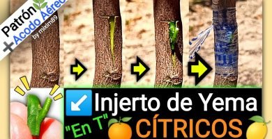 Injertar citricos y acodos aereos de manera facil y sencilla naranjos y limoneros by mixim89