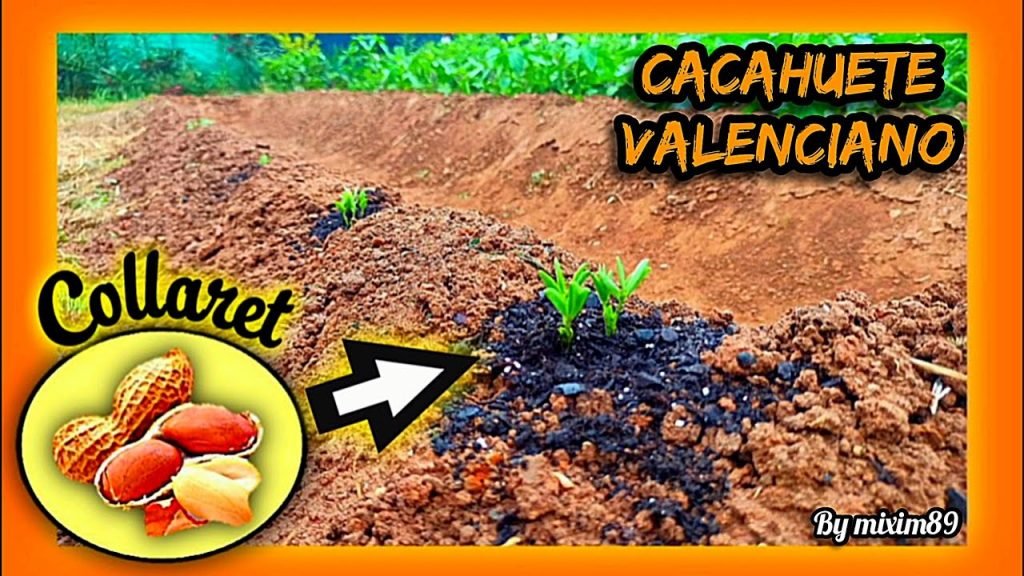Cultivo de cacahuete valenciano o cacahuete collaret desde semillero, origen y cuidados paso a paso by mixim89