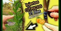 Injertos en citricos variedad valencia sobre citrus macrophylla, citrus volkameriano y acodo aéreo limonero con éxito by mixim89