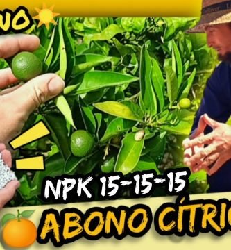 Mejor fertilizante de verano para abonado en cítricos triple 15 o 15-15-15 dosis y modo de empleo by mixim89