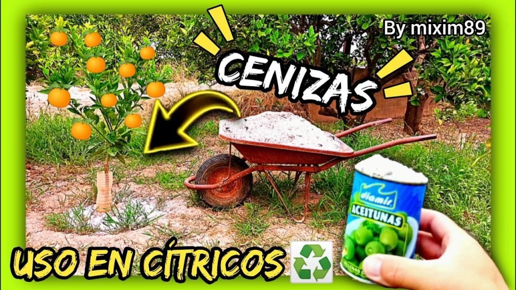Abonado en citricos usos de las cenizas en los cítricos y plantas agricultura regenerativa by mixim89
