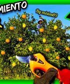 Como realizar paso a paso la poda de mantenimiento en citricos adultos con tijeras de poda a batería by mixim89