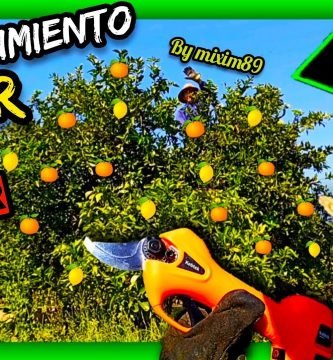 Como realizar paso a paso la poda de mantenimiento en citricos adultos con tijeras de poda a batería by mixim89