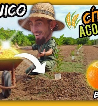 CASCARILLA de ARROZ Por qué DEBERÍAS de USARLA En Agricultura y Jardinería by mixim89