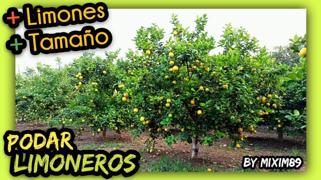 PODA de MANTENIMIENTO en LIMONEROS Como y Porqué Realizarla con Tijeras de Batería by mixim89