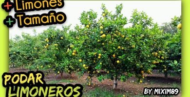 PODA de MANTENIMIENTO en LIMONEROS Como y Porqué Realizarla con Tijeras de Batería by mixim89