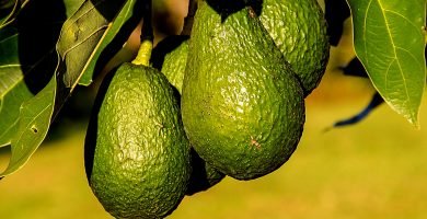 Cultivo de aguacates en España gran error portada