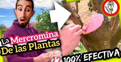 PASTA CICATRIZANTE Casera para ÁRBOLES y PLANTAS (Aplicamos en Cítricos) By mixim89