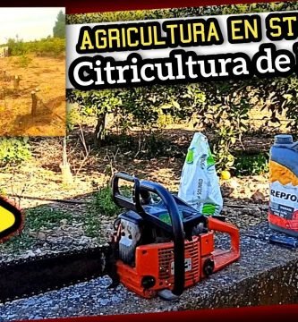 CAPOLAR y CORTAR Árboles CÍTRICOS (Motosierra Dolmar 115i + Tijeras de Poda Batería) by mixim89