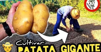 Cultivo y Siembra de la Variedad de PATATAS o PAPAS MÁS GRANDE del MUNDO by mixim89