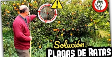 Mejor SOLUCIÓN a las PLAGAS de RATAS AGRÍCOLAS (En Busca y Captura de la Presa) by mixim89