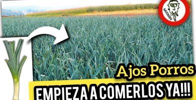 COSECHA o RECOLECCIÓN y Limpieza del PUERRO o AJOPORRO + Propiedades y Beneficios by mixim89