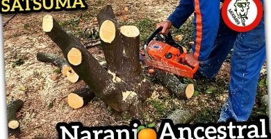 Corte de NARANJO CENTENARIO de la Variedad SATSUMA con Motosierra Dolmar 115i by mixim89