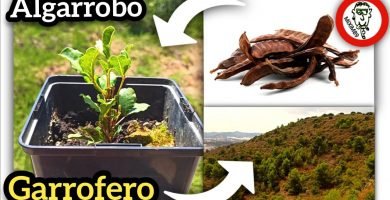 Cultivar Árbol de ALGARROBO o GARROFERO desde Semilla (Germinación y Desarrollo) by mixim89