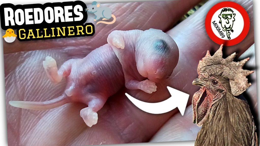 Nido de RATAS o RATONES en el GALLINERO PONEDERO (La Comida Desaparecía hasta...) by mixim89