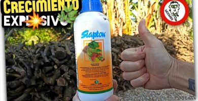Abonado en Cítricos​ (Mejor ABONO FOLIAR y FERTIRRIGACIÓN) Crecimiento y Desarrollo by mixim89