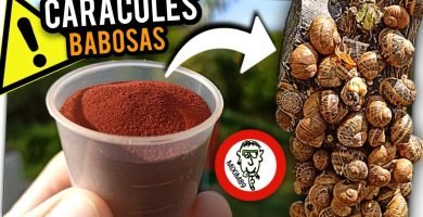 Elimina PLAGA de CARACOLES y BABOSAS con este Producto de Agricultura Ecológica by mixim89
