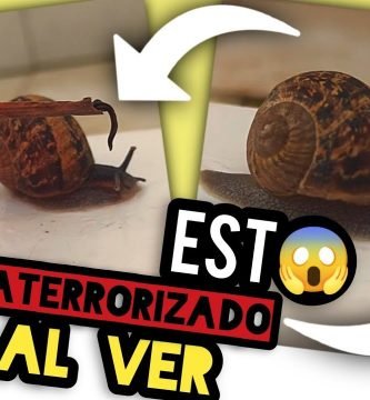 Gusano o NEMÁTODO PARÁSITO dentro de un CARACOL (Angiostrongylus Cantonensis) by mixim89