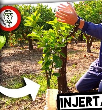 ​INJERTOS en CÍTRICOS​​ (Injerto de Escudete o Yema en T) Naranjos y Limoneros by mixim89