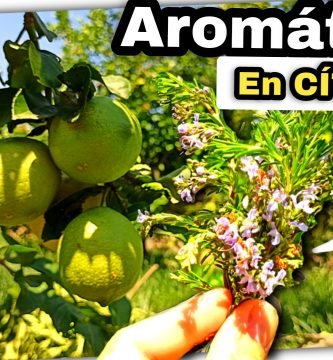 Ventajas del CULTIVO de AROMÁTICAS en HUERTO de CÍTRICOS (Romero Rastrero) by mixim89