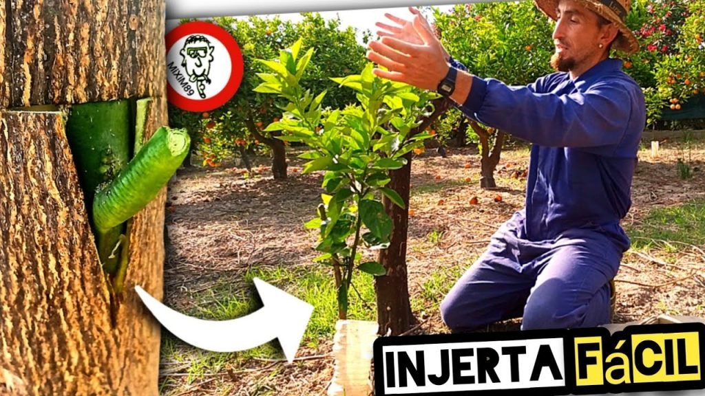 ​INJERTOS en CÍTRICOS​​ (Injerto de Escudete o Yema en T) Naranjos y Limoneros by mixim89