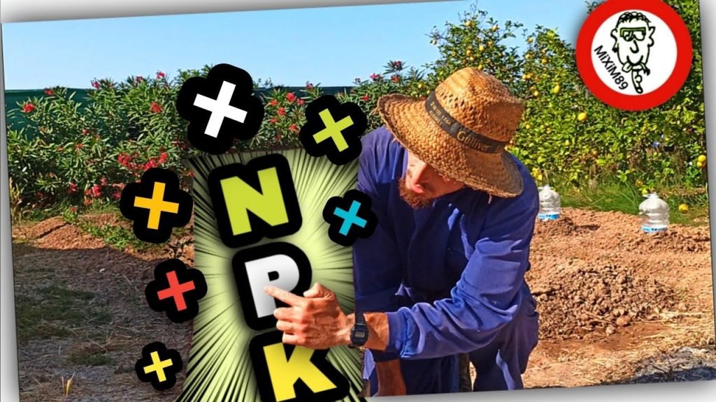 Abonado en Cítricos​ (Mejor FERTILIZANTE NPK para PLANTONES de Naranjo y Limonero) by mixim89