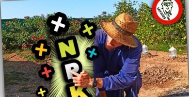 Abonado en Cítricos​ (Mejor FERTILIZANTE NPK para PLANTONES de Naranjo y Limonero) by mixim89