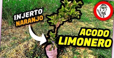 Acodo Aéreo de LIMONERO INJERTADO de NARANJO (Evolución de los Injertos Cítricos) by mixim89