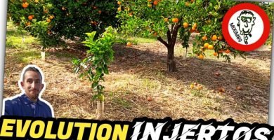 INJERTOS en CÍTRICOS​​​ (Evolución y Desarrollo) Plantones Injertados con ÉXITO by mixim89
