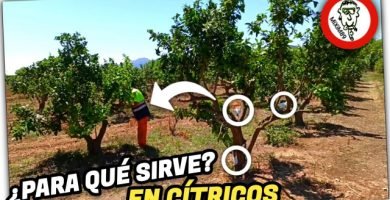 PINTURA BLANCA en ÁRBOLES FRUTALES (Pintado de Troncos) ¿Cuáles son sus Ventajas? by mixim89