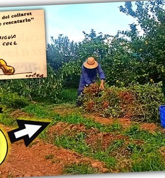 Cosecha o Recolección de CACAHUETE VALENCIANO “Cacau Collaret” en la Huerta by mixim89