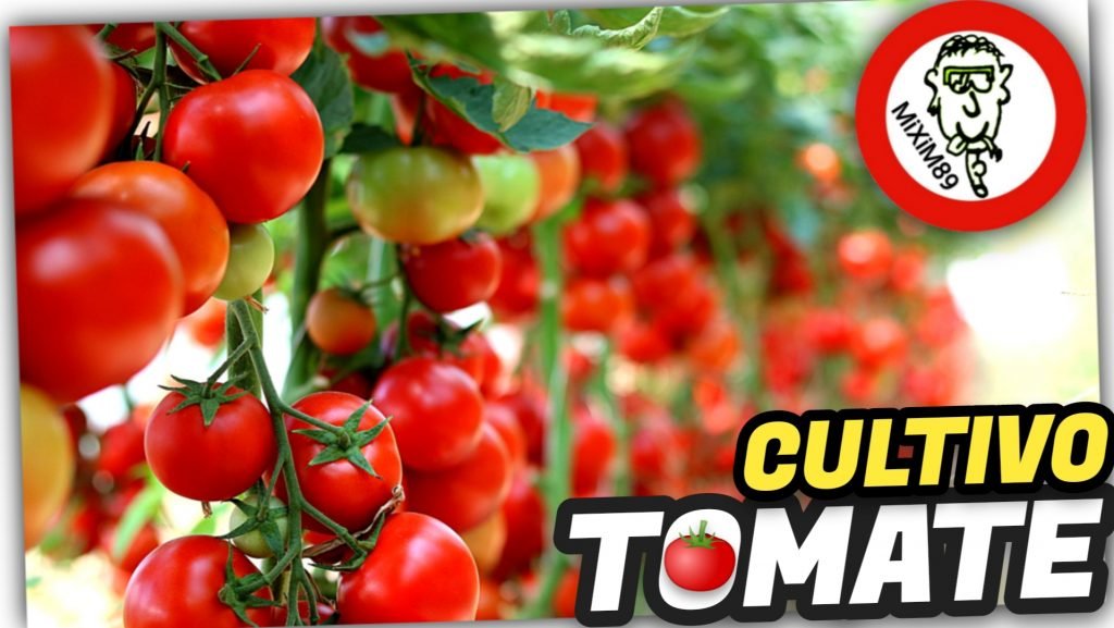 Cultivo de Tomateras en la Huerta (Agricultura de Autoconsumo) by mixim89