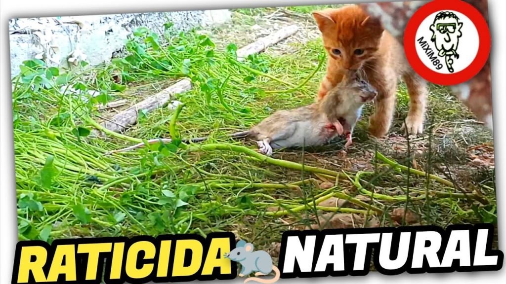 Me Disponía a COMPRAR RATICIDA cuando una GATA SILVESTRE se Cruzó en mi Camino by mixim89