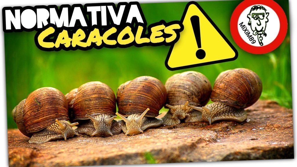 RECOLECCIÓN de CARACOLES (El Negocio Ilegal del Caracol) by mixim89