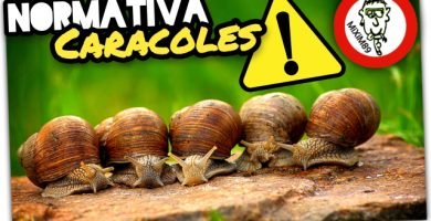 RECOLECCIÓN de CARACOLES (El Negocio Ilegal del Caracol) by mixim89