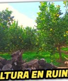 AGRICULTORES en RUINA pero Felices en el CAMPO by mixim89