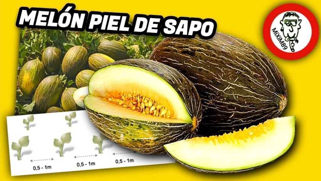 Cultivo de MELÓN PIEL de SAPO en la Huerta by mixim89