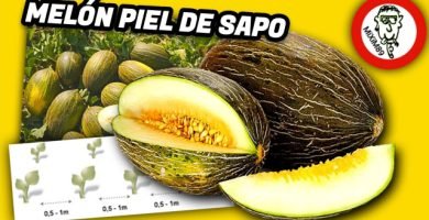 Cultivo de MELÓN PIEL de SAPO en la Huerta by mixim89
