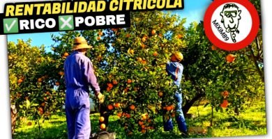 ¿CUÁNTO Dinero GANO con la CITRICULTURA? Recolección Naranja Valencia by mixim89