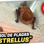 MURCIÉLAGO Común “PIPISTRELLUS PIPISTRELLUS” Visita mi Trastero by mixim89